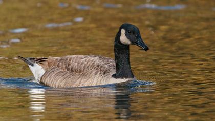 Canada Goose