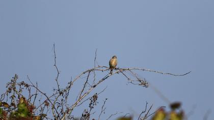 Common Linnet