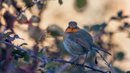 European Robin