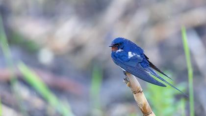 Barn Swallow