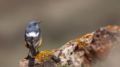 Common Rock Thrush