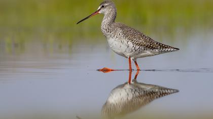 Spotted Redshank