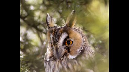 Long-eared Owl