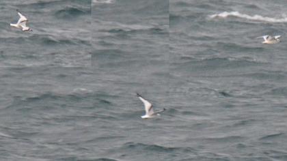 Black-legged Kittiwake