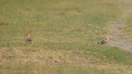 Eurasian Hoopoe
