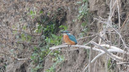 Common Kingfisher