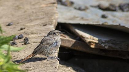 Black Redstart