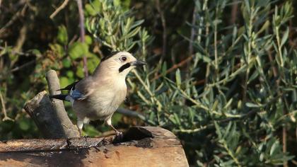 Eurasian Jay