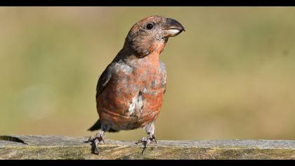 Red Crossbill