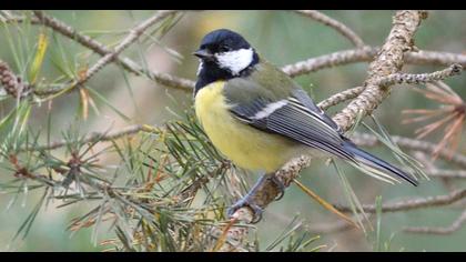 Great Tit