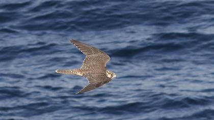 Peregrine Falcon