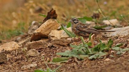 Rock Bunting