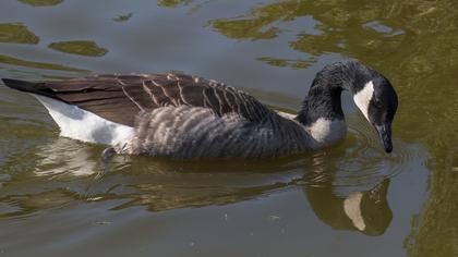 Canada Goose