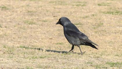 Western Jackdaw