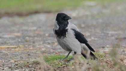 Hooded Crow