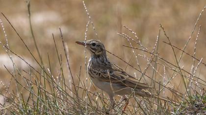 Tawny Pipit