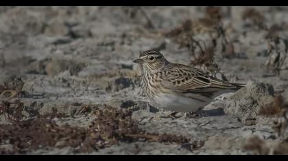 Eurasian Skylark