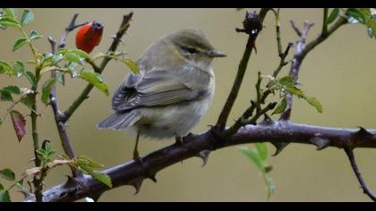Willow Warbler