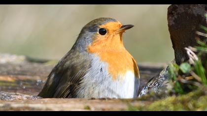 European Robin