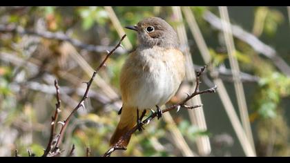 Common Redstart