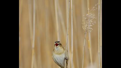 Sedge Warbler