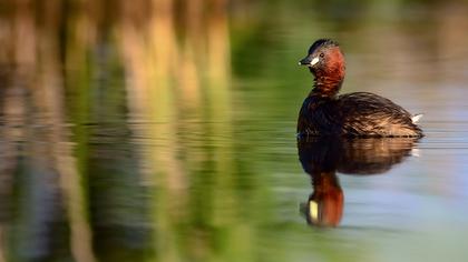 Little Grebe