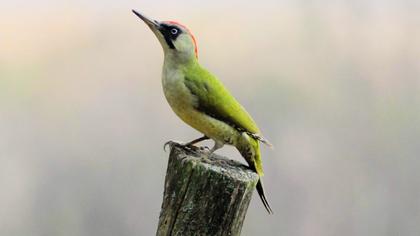 European Green Woodpecker