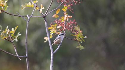 Western Rock Nuthatch