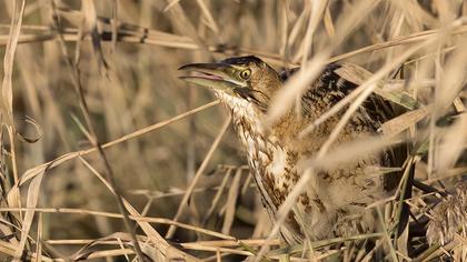 Eurasian Bittern