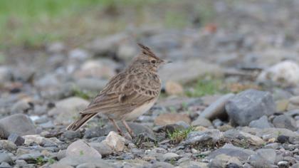 Crested Lark