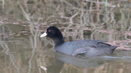 Eurasian Coot