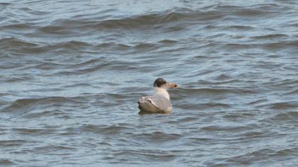 Pallas`s Gull
