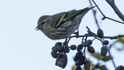 Eurasian Siskin