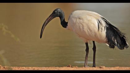 African Sacred Ibis