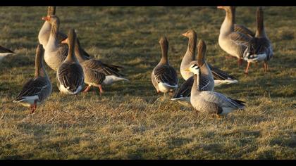 Bar-headed Goose