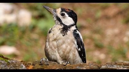 Great Spotted Woodpecker