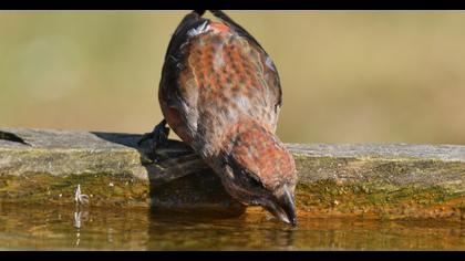 Red Crossbill