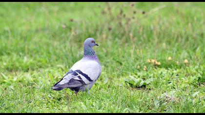 Rock Dove
