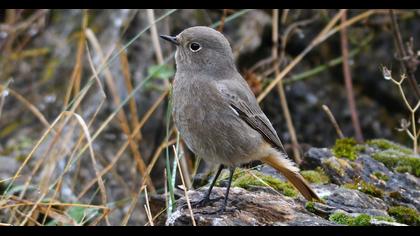 Black Redstart