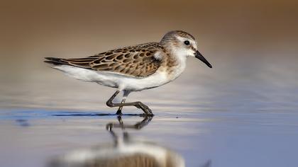 Little Stint