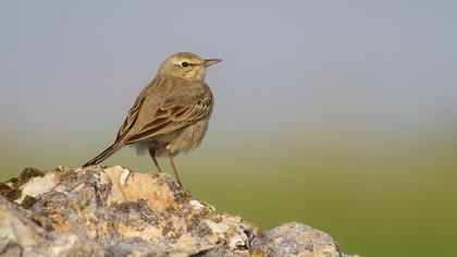 Tawny Pipit