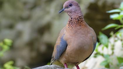 Laughing Dove