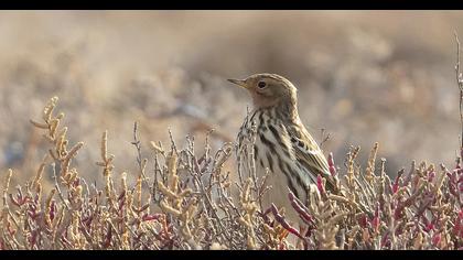 Red-throated Pipit