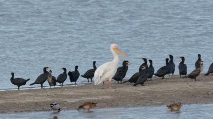 Great White Pelican