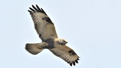 Rough-legged Buzzard