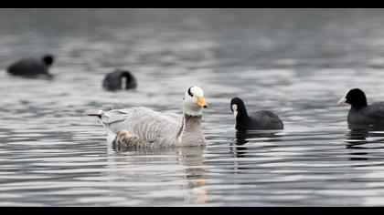 Bar-headed Goose