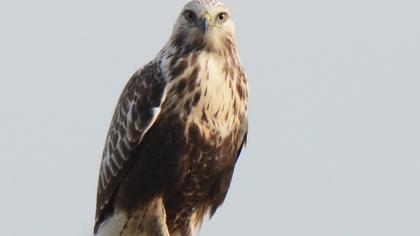 Rough-legged Buzzard