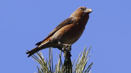 Red Crossbill
