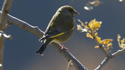 European Greenfinch