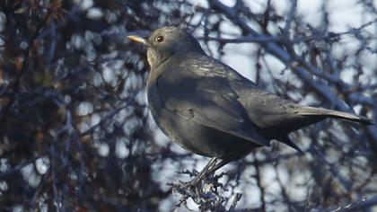 Common Blackbird